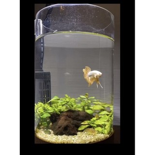 Lọ hoa/ trụ TRÒN thủy tinh cắm hoa, nuôi cá, trồng thủy tinh nhiều size to đường kính 15cm