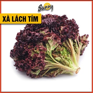 1100 Hạt giống Xà Lách Xoăn LoLo tím lá to, giòn ngọt, chịu nhiệt tốt, trồng quanh năm