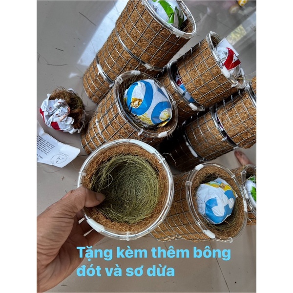 Tổ chim chào mào sinh sản cao 8mm rộng 13mm