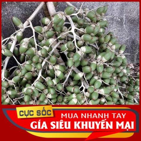 Trái Cau Kiểng  1kg
