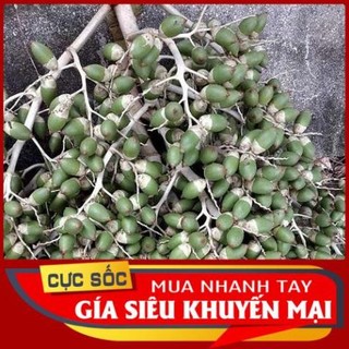 Trái Cau Kiểng (Quả Cau Kiểng) 1kg [Thảo Dược Ngọc Ánh]