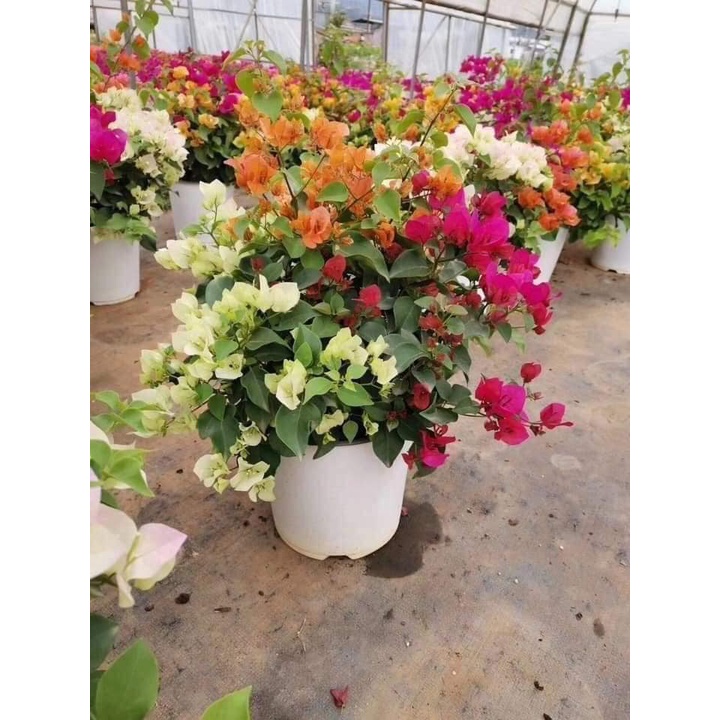 HOA GIẤY ĐẶC BIỆT - CÂY CÓ BẦU TO NHIỀU RỄ - MẦM KHỎE