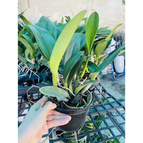 Lan Cattleya Hoa To Nhiều Màu Sắc Hoa Thơm Ngát Cả Khu Vườn