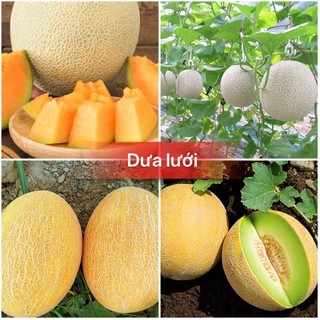Hạt giống dưa lưới cao sản siêu ngọt F1