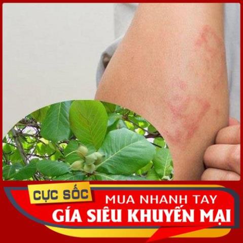 3kg Lá Bàng tươi - Hàng có sẵn síp hoả tốc 1h nhận hàng