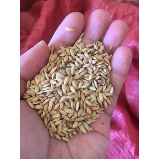 1Kg Lúa Hạt Tròn Cho Gà Đá, Cu Gáy - Lúa Rê Sạch Chắc Hạt