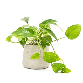 Trầu bà lá vàng MIX CHẬU
