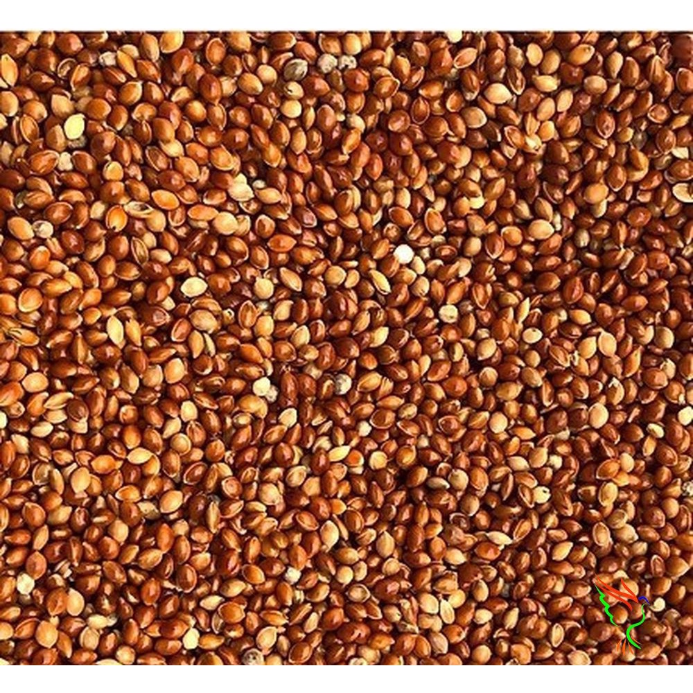 500g Kê đỏ loại to, hạt tròn bóng mẩy cho chim vẹt, sẻ, manh manh nhật, sắc nhật, yến hót, bạc má