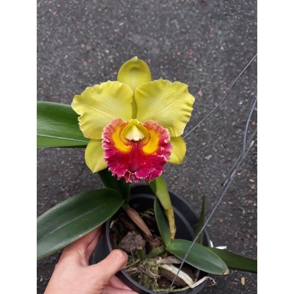 Lan Cattleya Hoa To Nhiều Màu Sắc Hoa Thơm Ngát Cả Khu Vườn