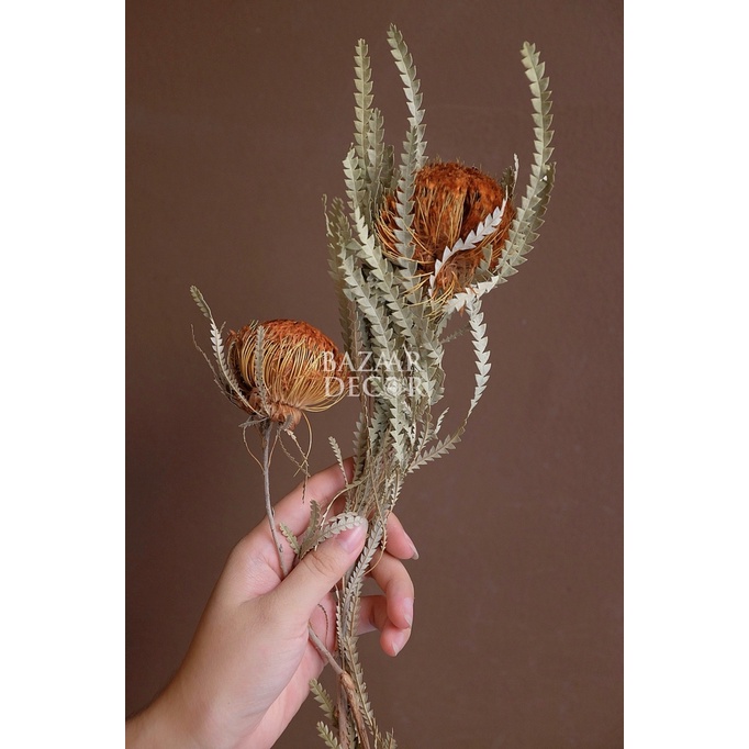 Bó hoa khô Banskia quả tròn mini nhập khẩu Nam Phi 40cm