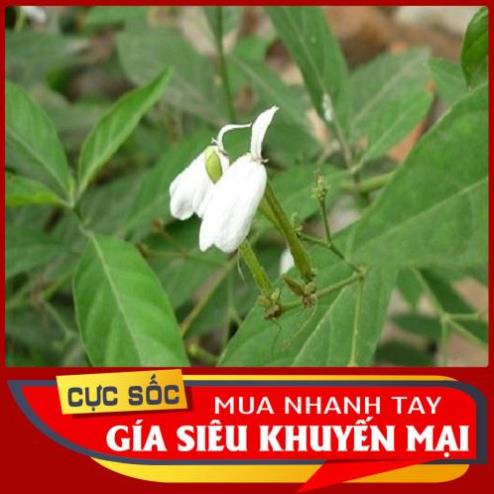 Lá Kiến Cò tươi 1kg - Thảo Dược Ngọc Ánh