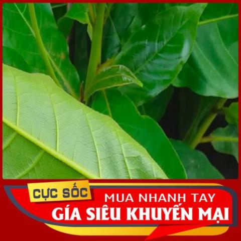 1kg Lá Bàng non Organic  - Thảo Dược Ngọc Ánh