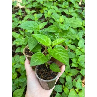 Cây ớt hiểm con