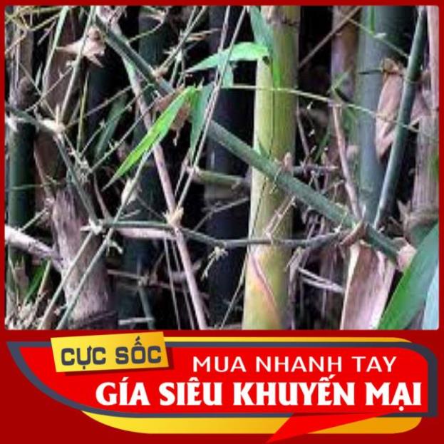 COMBO 7 loại gai trừ tà, xả vận xui đại cát đại lộc