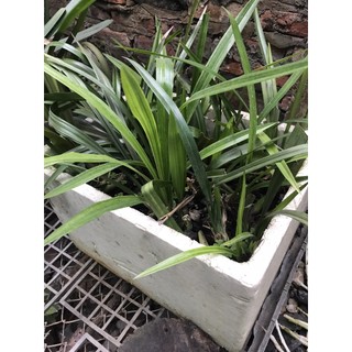 địa lan mạc xuân ( bán theo thân)