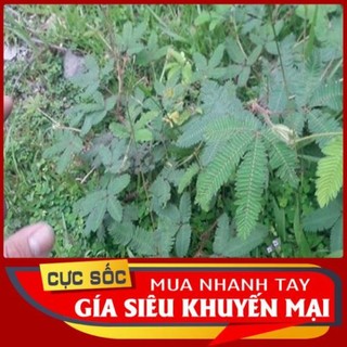 Cây xấu hổ tươi 1kg - thảo dược ngọc ánh