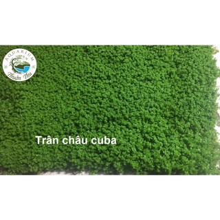 Trân Châu Cuba [Tấc 10cm x 10cm] - Cây trãi nền thủy sinh