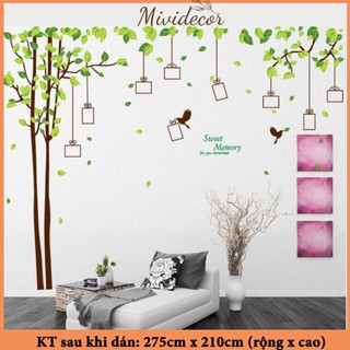 Decal dán tường Mividecor cây xanh khung ảnh
