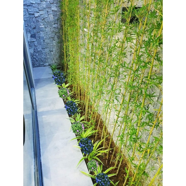 Trúc quân tử cây thật