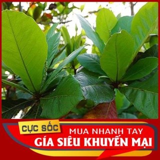 Lá Bàng tươi 500gr - Nguyên lá chất lượng