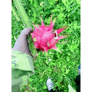 GiỐNG CÂY THANH LONG RUỘT ĐỎ