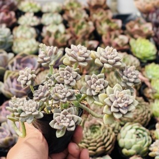Sen đá kim tuyến mập size bầu 6-7cm