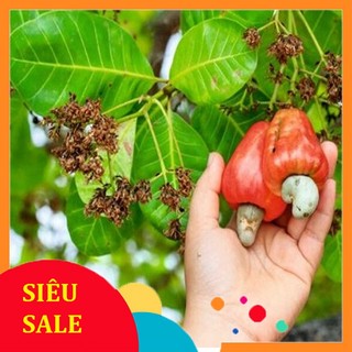 1kg Lá Điều đỏ trị tiểu đường