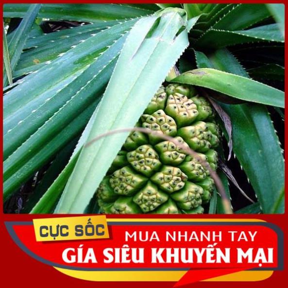 1kg dứa dại tươi  Oganic 1kg