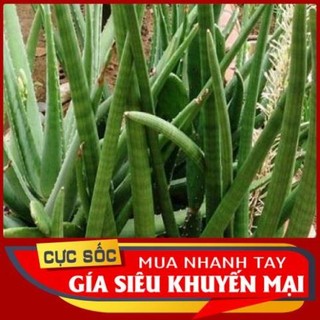 Cây ngà voi tươi