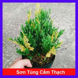 Cây Sơn Tùng Cẩm Thạch - cây cảnh để bàn