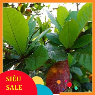 3kg Lá Bàng tươi - Hàng có sẵn