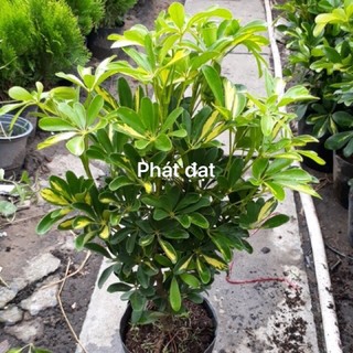 Cây ngũ gia bì