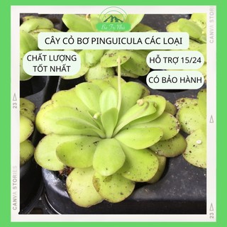 Cỏ bơ cây bắt mồi ăn thịt Pinguicula các loại I Ba Tri Nhỏ