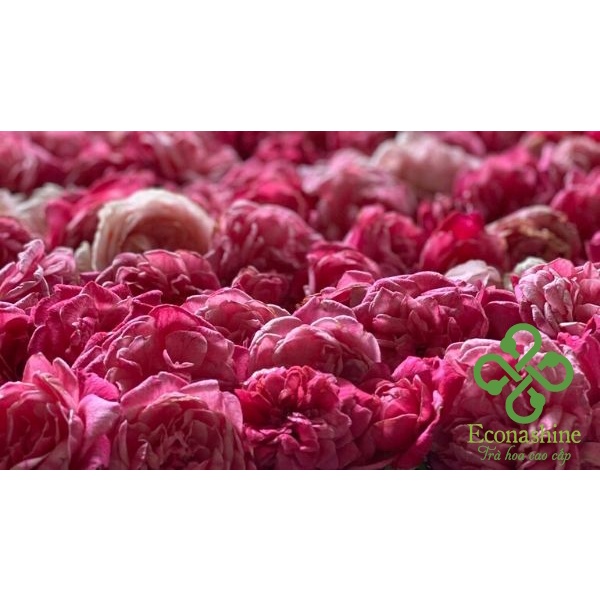 Trà Hoa Hồng Econashine - Xanhsam Organic