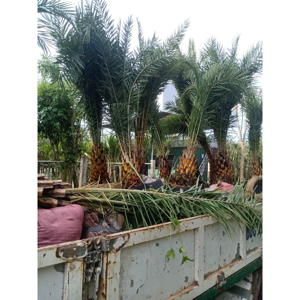 CÂY TRÀ LÀ CAO 1M5