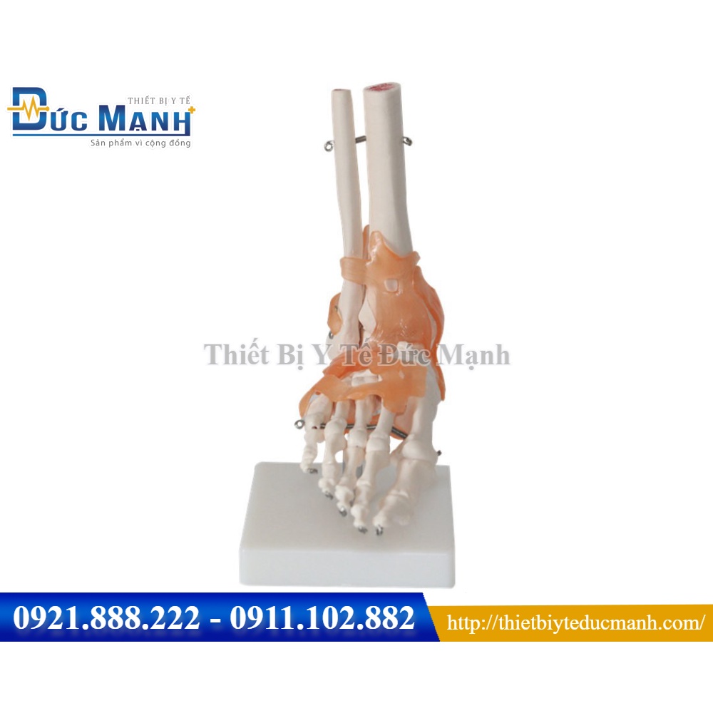 Mô Hình Khớp Cổ Chân có dây chằng