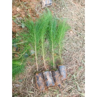 100gram hạt giống cây thông 2 lá