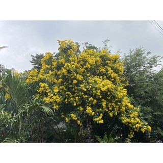 Hạt giống hoa chuông vàng tự thu