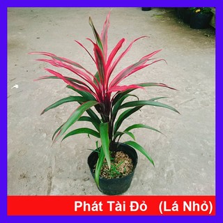 Cây Phát Tài Đỏ (lá nhỏ) - cây cảnh phong thủy để bàn