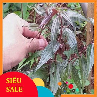 cây thuốc dòi tươi.dòi tía.dòi tím