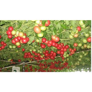 Hạt giống cà chua bạch tuộc - Leo giàn F1 30 hạt