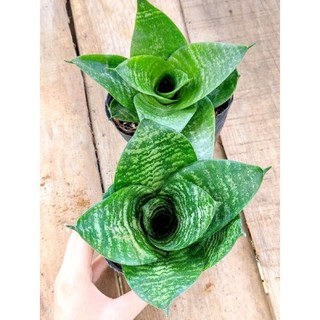 Cây lưỡi mèo lùn