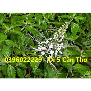 Cây râu mèo phơi khô 1 ký