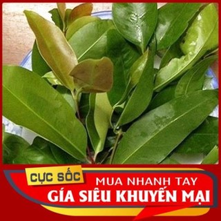 Lá bía bái tươi 1kg