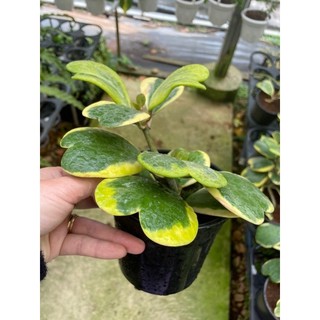 Cẩm cù lá tim var - Hoya carnosa