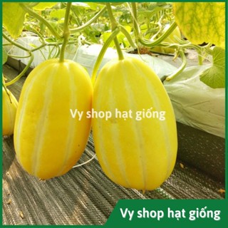 Hạt giống dưa lê Hàn Quốc (dưa lê mật ong vàng) gói 50 hạt