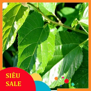 Lá Dâu Tằm tươi 1kg Síp hỏa tốc 1h nhận hàng