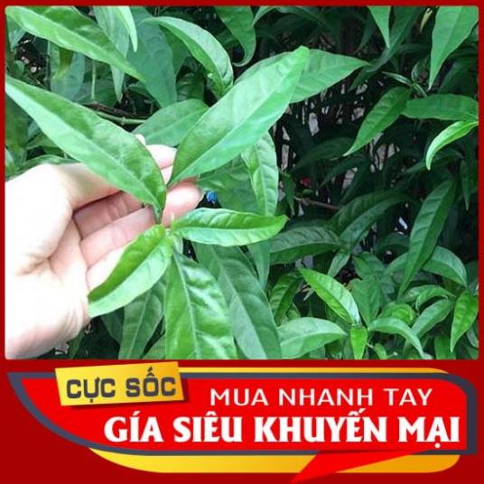 1kg Cây Xương Khỉ tươi (Cây Bìm Bịp tươi, Cây Mảnh Cộng tươi) - Thảo Dược Ngọc Ánh