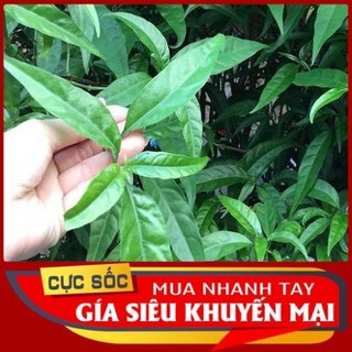 1kg cây xương khỉ tươi - thảo dược ngọc ánh
