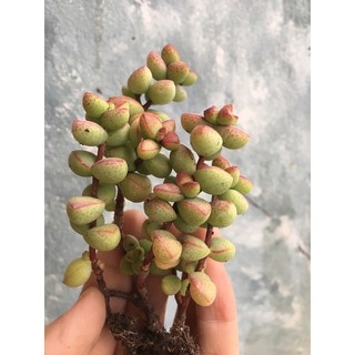 Cây xiên nướng / xiên thịt Crassula